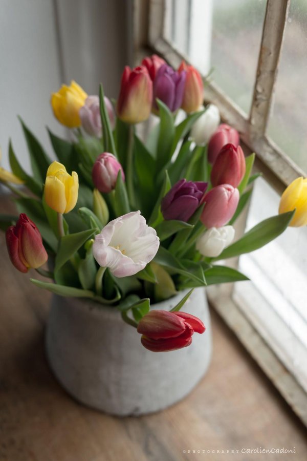 букет тюльпанов на окне