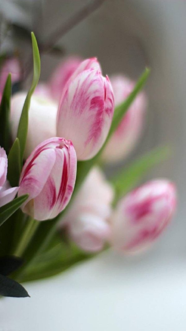 тюльпан цветок