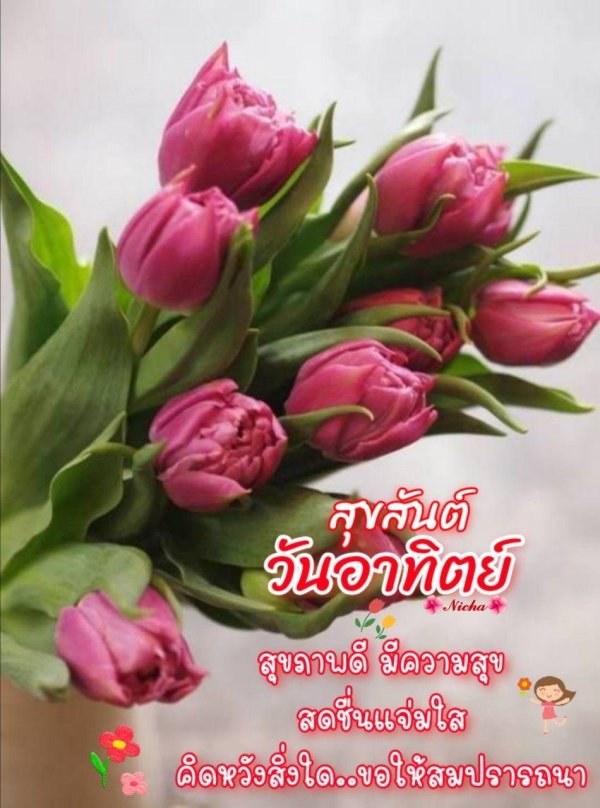 тюльпан пионовидный