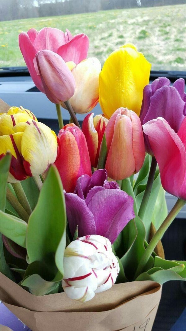 тюльпан красивый