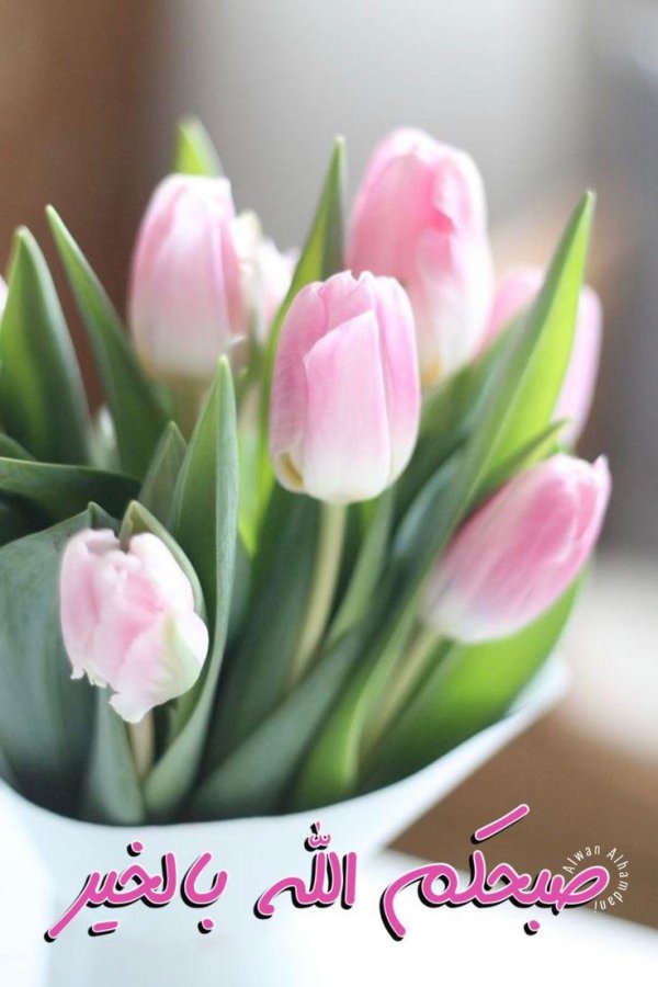 букет тюльпан