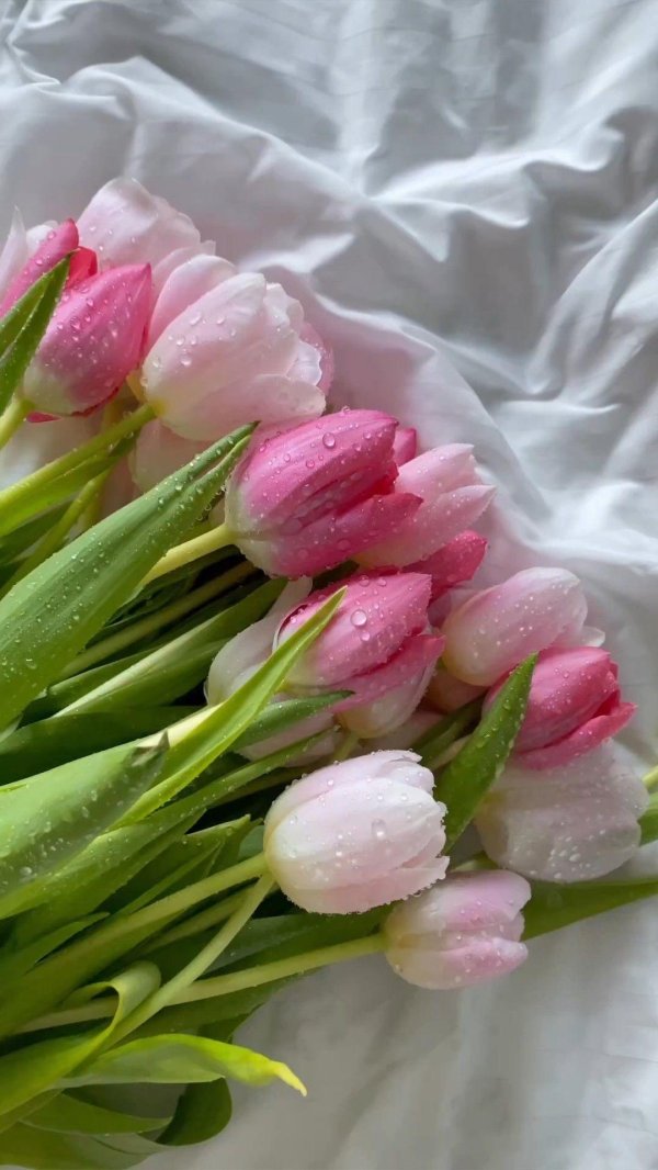 цветок тюльпан