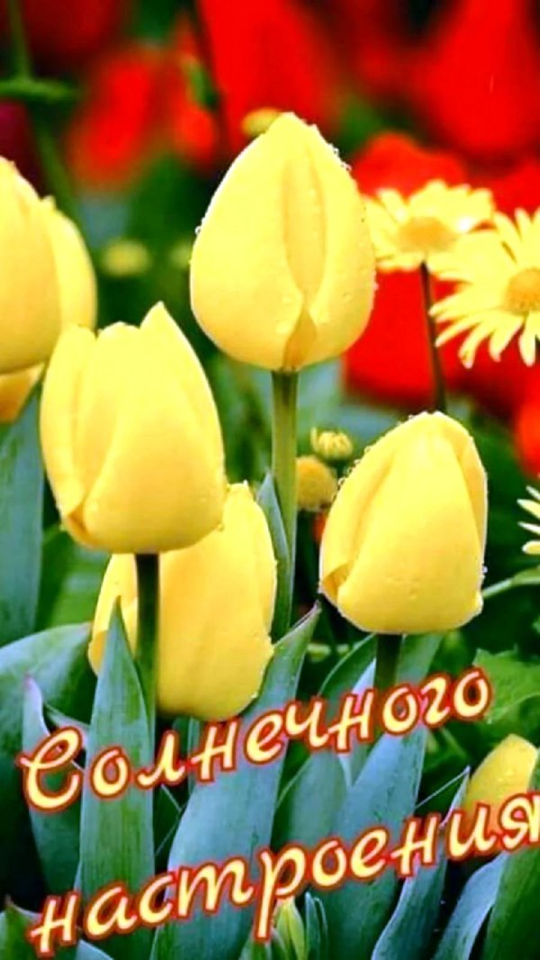 тюльпан красивый