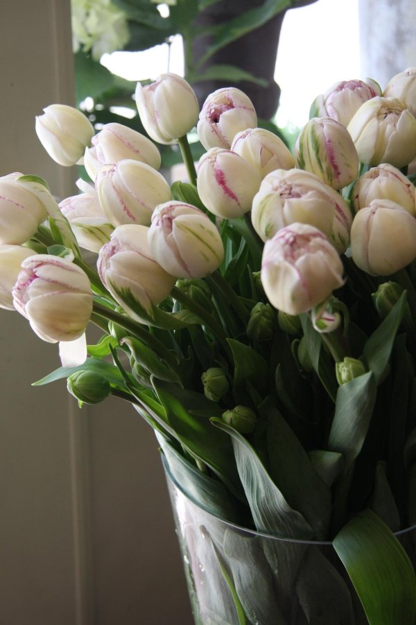 тюльпан нормандия