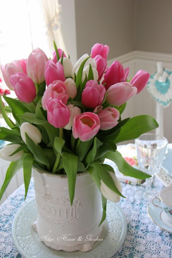 розовые тюльпаны