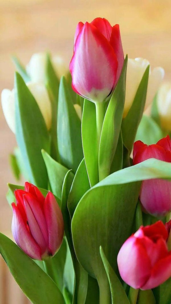 тюльпан пол ширер