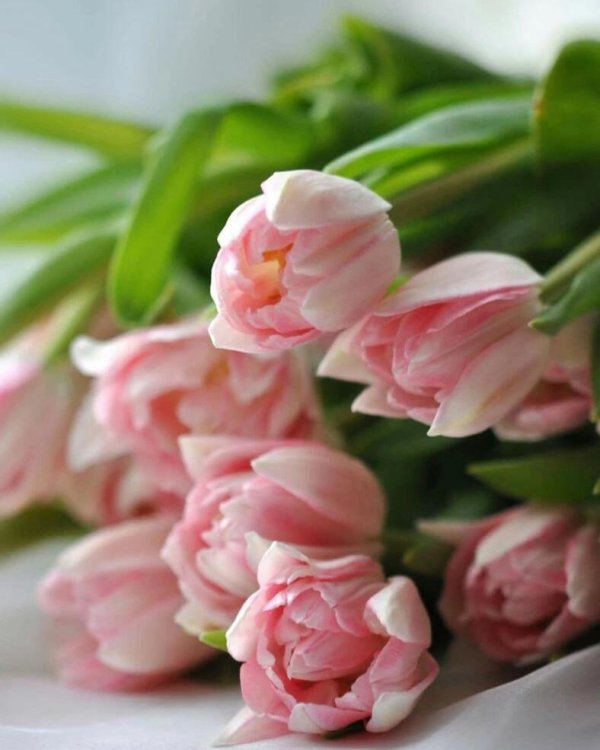 нежный букет тюльпанов