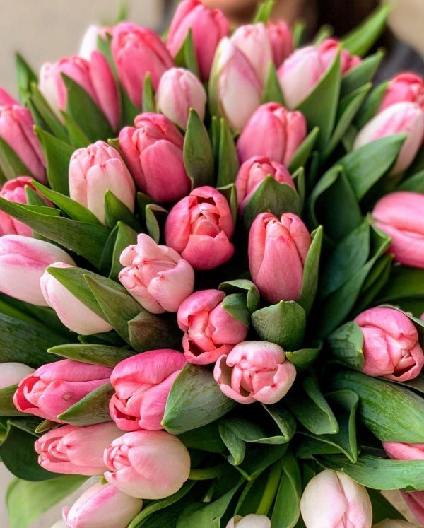 букет тюльпан