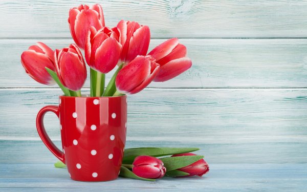 красный тюльпан цветок