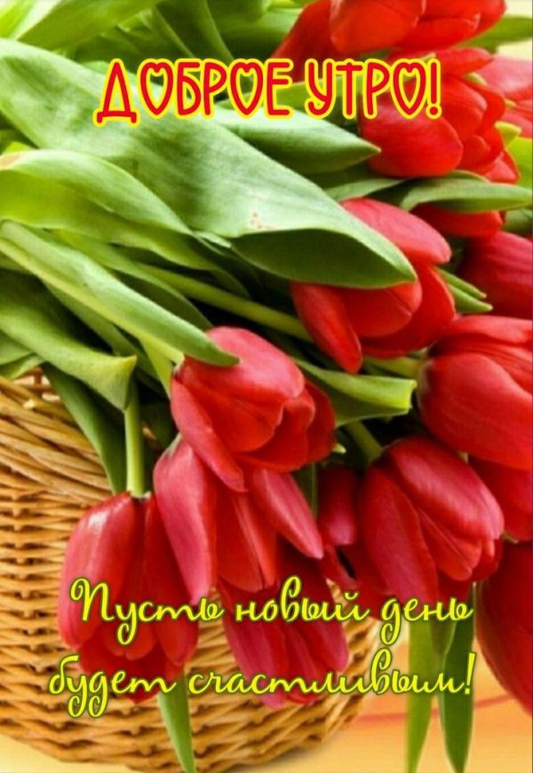 букет тюльпан