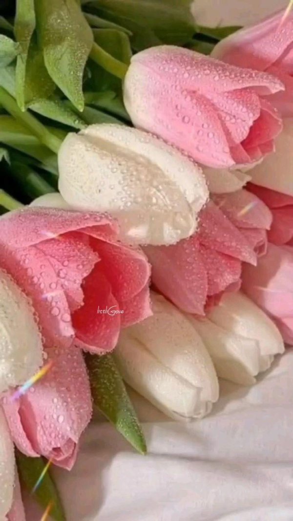 весенние цветы