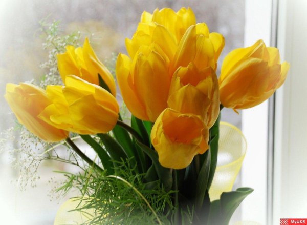 букет желтых тюльпанов