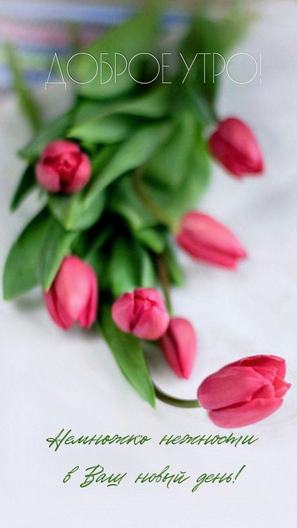 тюльпан букет