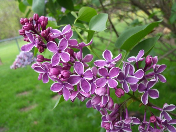 syringa vulgaris sensation