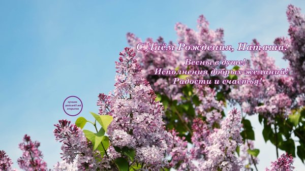 сирень цветёт