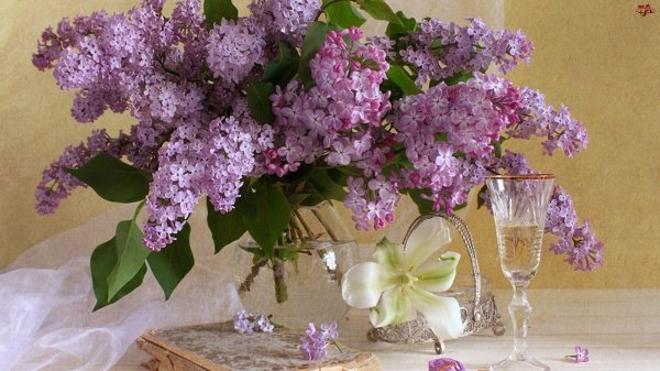 фотонатюрморты букет сирени