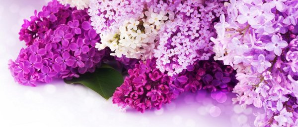 сиреневая сирень