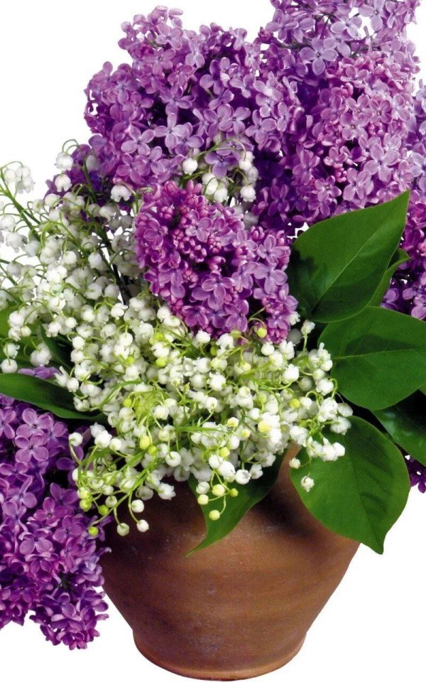 букет сирени