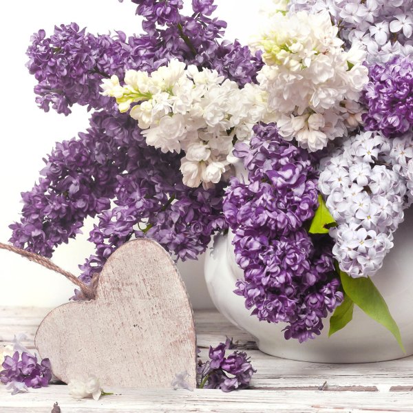 цветки сирени