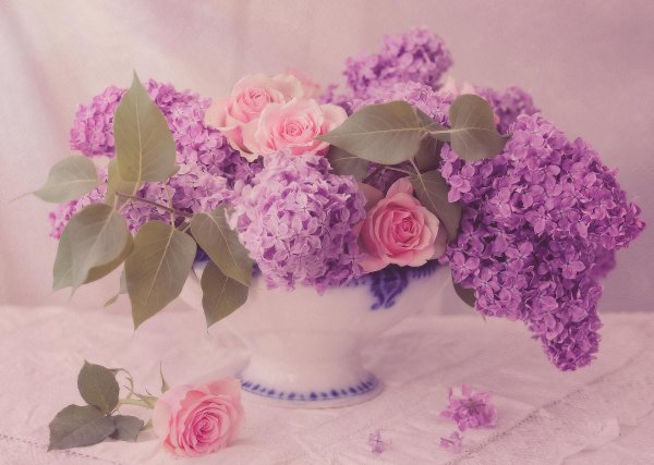 розовая сирень