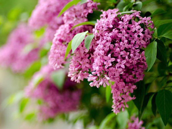 сирень юбилейная