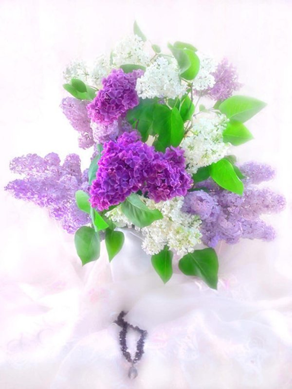шикарный букет сирени