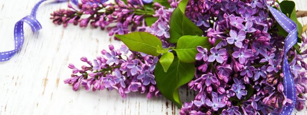 сирень сиреневая