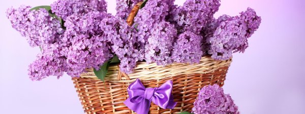 букет сирени