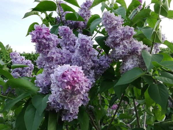 сирень махровая