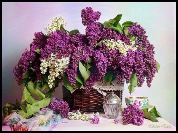 кончаловский букет сирени