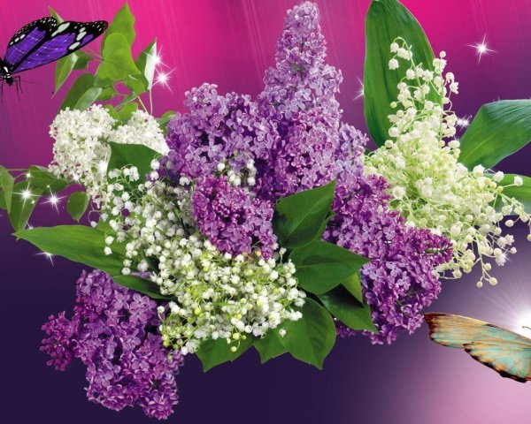 открытка с сиренью