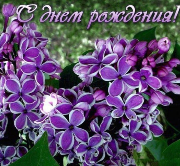 сирень обыкновенная