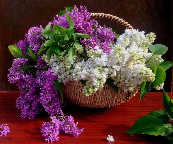 букет сирени