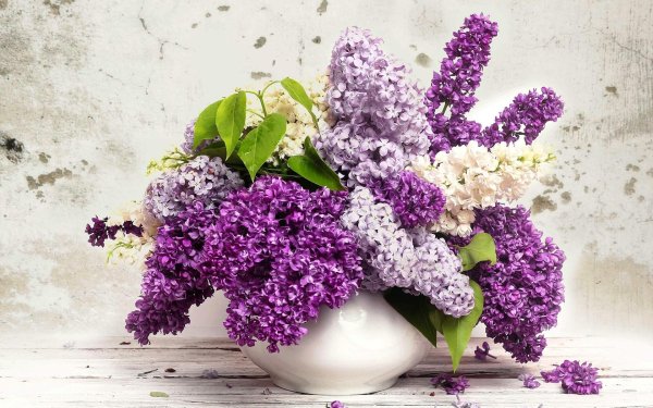 цветки сирени