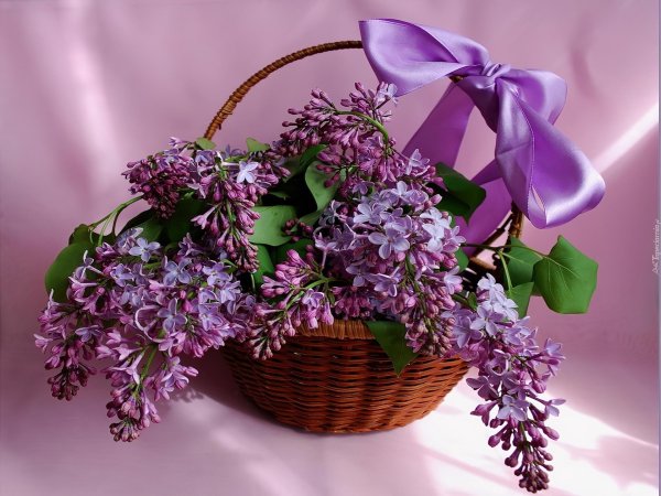 букет сирени