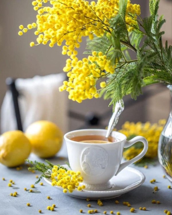 мимоза цветок