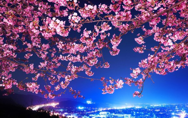 цветение сакуры