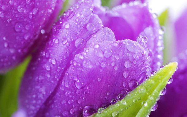 фиолетовый тюльпан