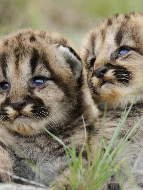 маленькие тигрята