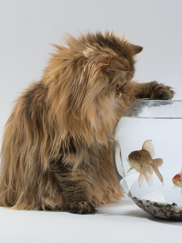 аквариум для кошек