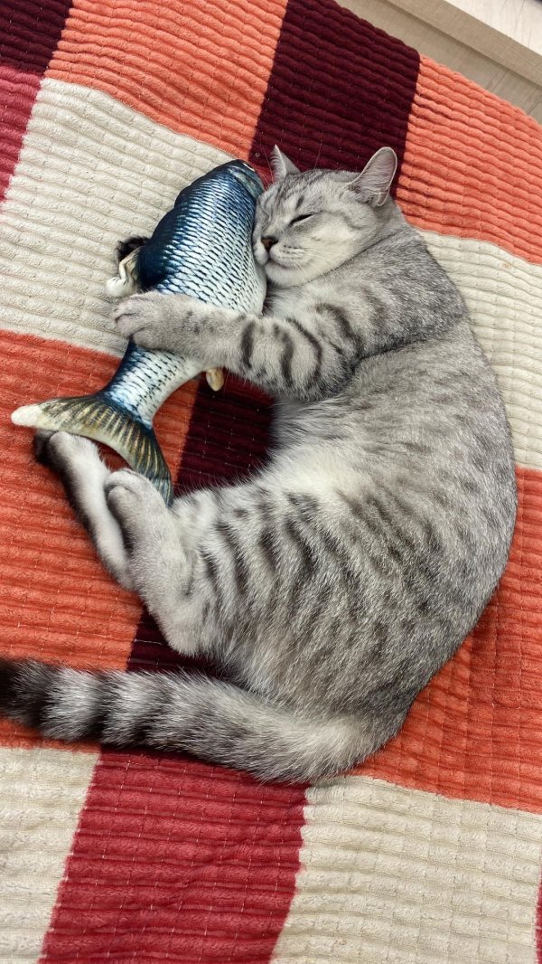 Доброе утро рыбка моя