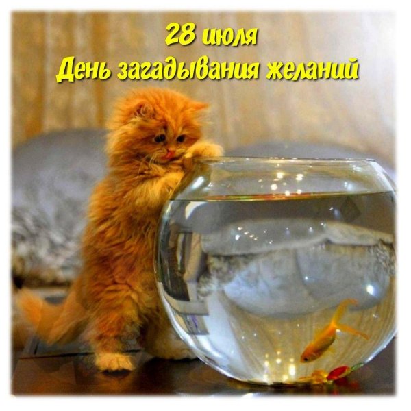 котенок и аквариум