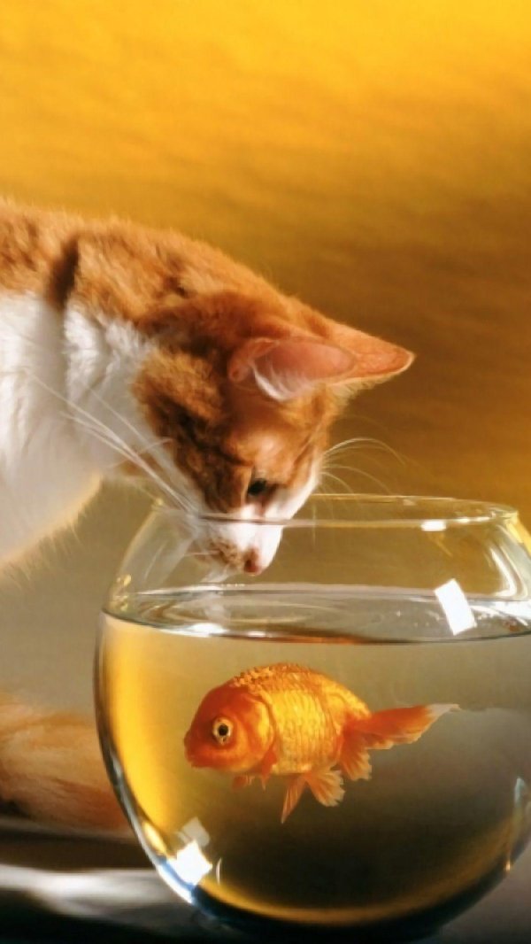 кот с рыбой