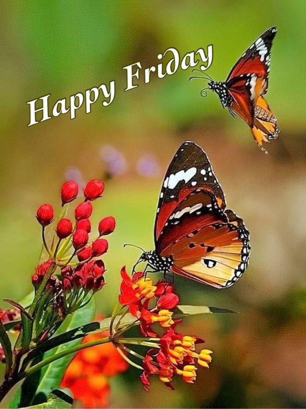 бабочка яркая