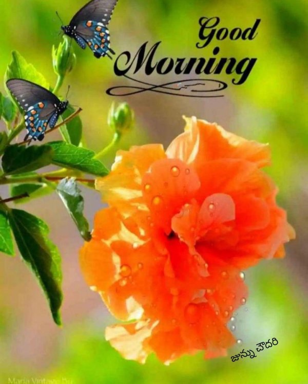 гибискус оранж махровый