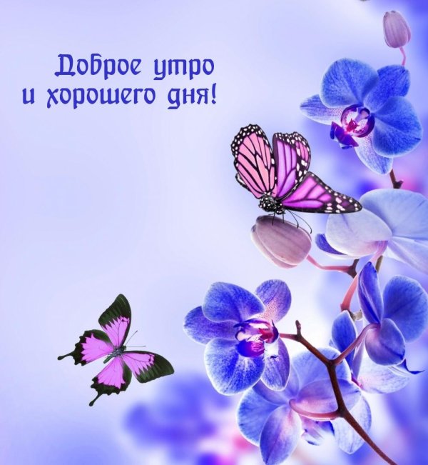 фон орхидеи