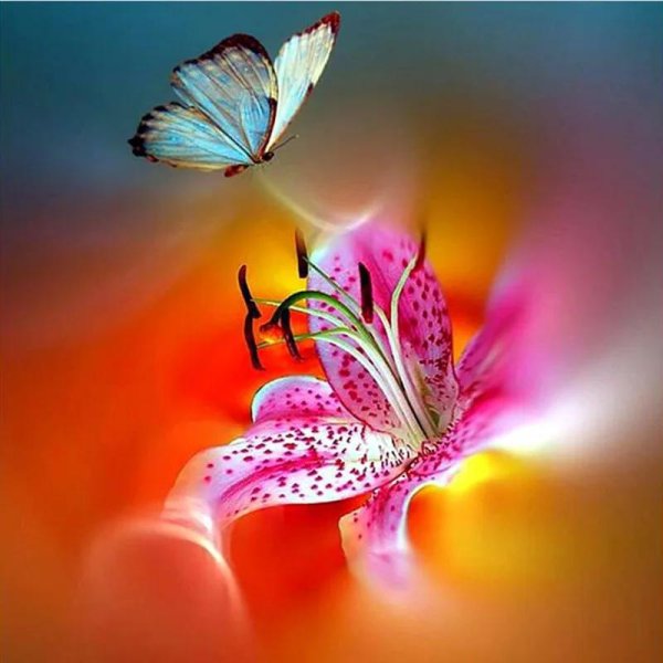 лилии красивые