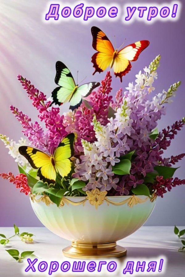 сирень красивая