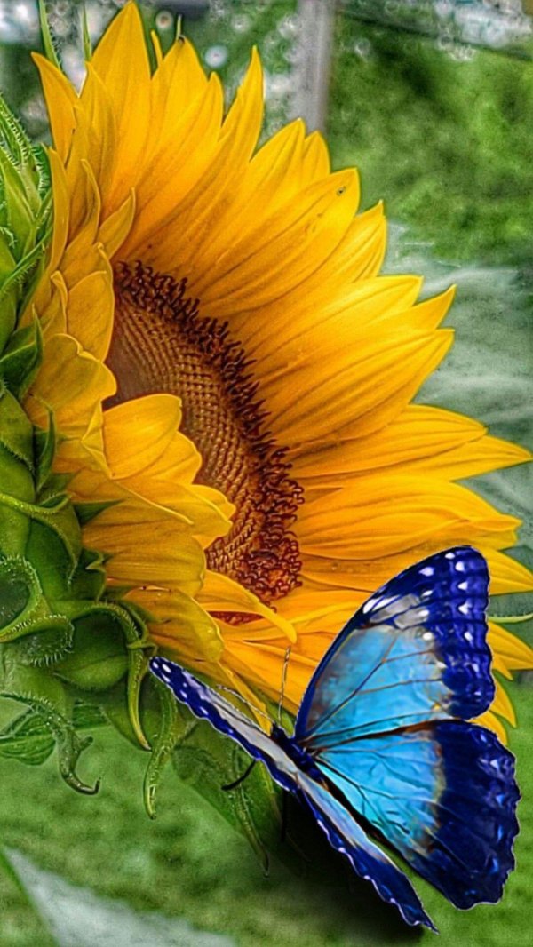 природа подсолнухи