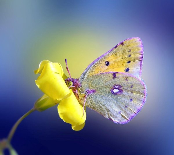 лимонница бабочка